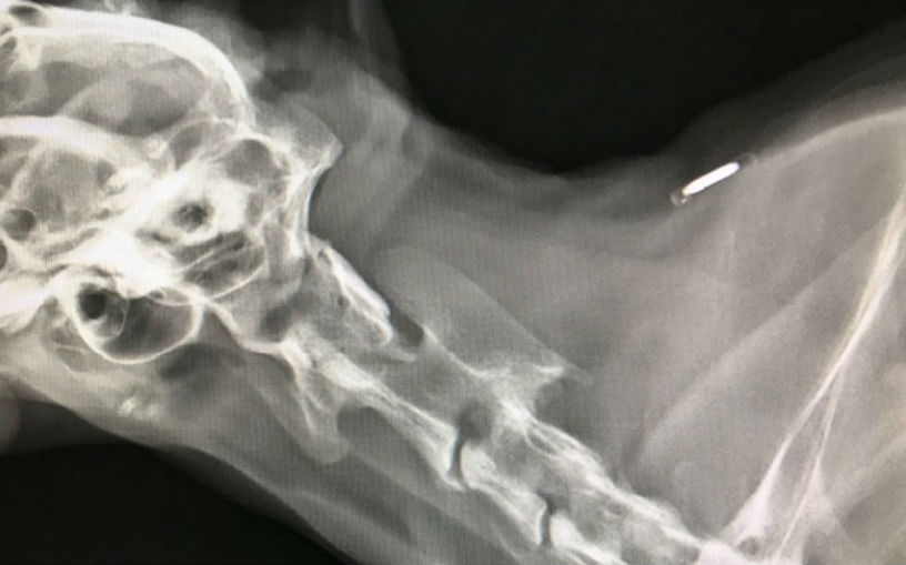Röntgenbild på hundnacke